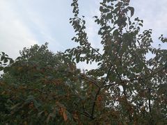 -意大利农场度假村