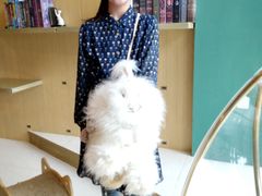 -飞行喵MR PILOT|猫舍·猫咖(静安大融城店)