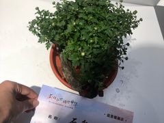 -汇龙潭
