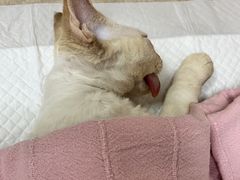 -北京观赏动物医院·24小时大型综合·猫专科·异宠专科