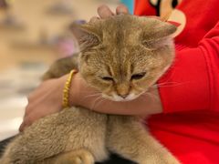 -飞行喵MR PILOT|猫舍·猫咖(静安大融城店)