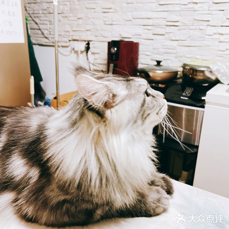 上海探店｜可以撸缅因猫的网红猫咖☕️