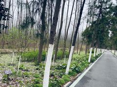 -合肥滨湖国家森林公园