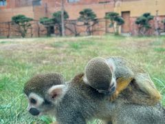 -济南野生动物世界