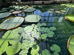 -北京植物园-展览温室