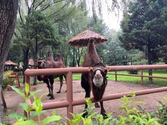 -北京野生动物园