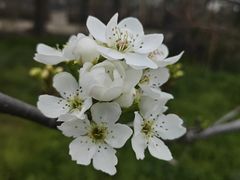 -树山生态村