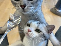 -有喵·猫咖·狗咖·30几只猫10只小狗(岗厦店)