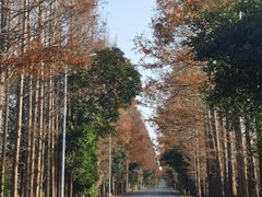 -上海海湾国家森林公园