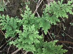 -铁山坪森林公园