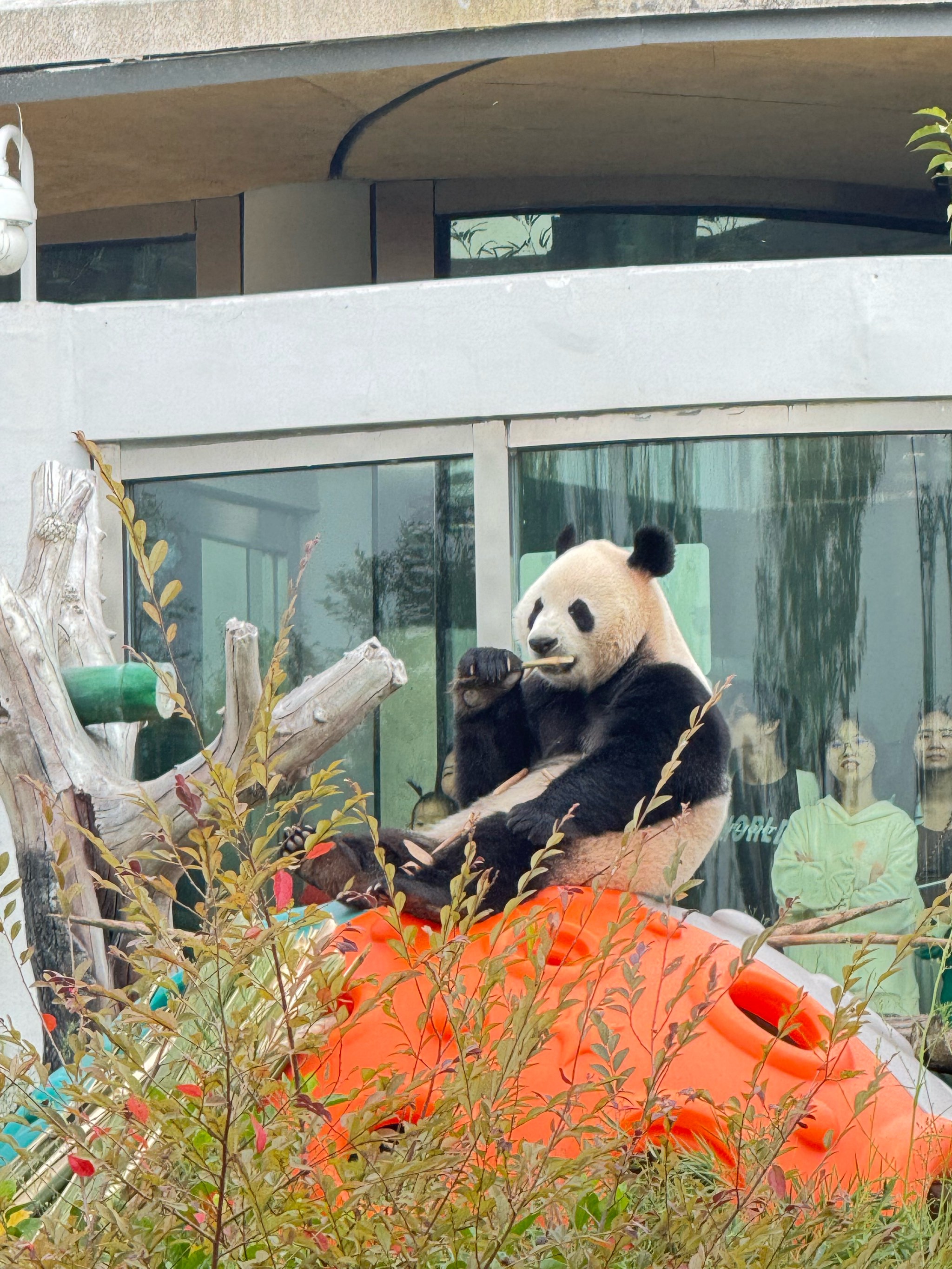 房山青龙湖镇熊猫基地图片