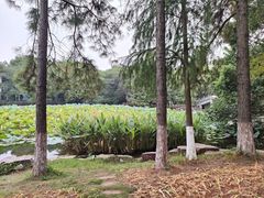 -范蠡湖公园