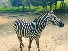-北京野生动物园