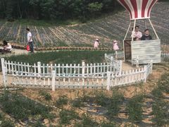 -大塘金香草谷