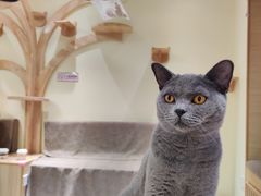-猫和宫(六道口店)