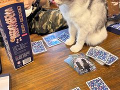 -猫猫幼稚园·撸猫·桌游·电玩