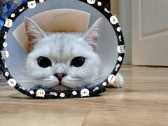 -伟伟宠物医院·瑞派猫友好医院·猫科(光谷店)
