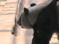 -灵玲国际马戏城