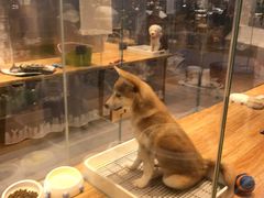 -狗道宠物(常熟印象城店)