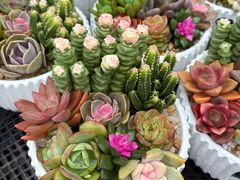 -龙大花卉苗木市场