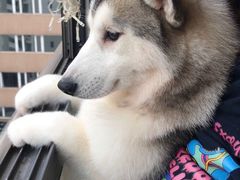 -Husky Go! 哈士奇体验馆·宠物咖啡厅狗咖