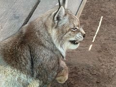 -青藏高原野生动物园