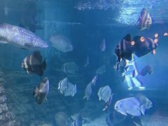 -烟台海昌鲸鲨海洋公园