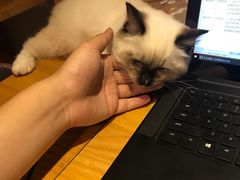 -Bastet sally猫舍购宠(静安店)