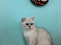 -猫小院猫主题餐厅(三里屯店)
