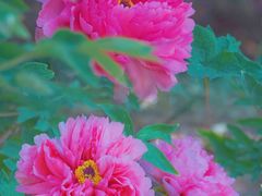 -曹州百花园