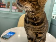 -安格丽娜·狗咖·猫咖羊驼咖(春熙路百盛商场店)