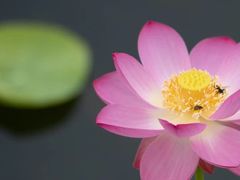 -野鸭湖国家湿地公园