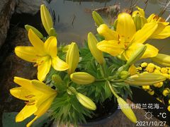 -荷兰花海