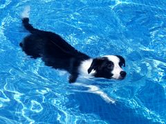 -爪吧宠物乐园 (温榆河示范区店)