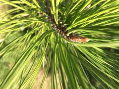 长春公园-长春公园(普阳街道)