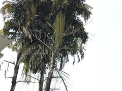 -新津老码头旅游小镇