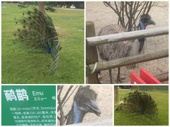 -苏州太湖西山岛开心农场