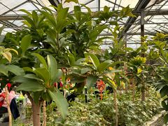 -南宫五洲植物乐园