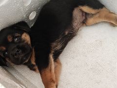 -艾贝尔宠物医院·狂犬免疫点(江山金象城店)