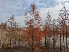 -池杉湖湿地公园