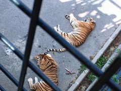 -大连森林动物园