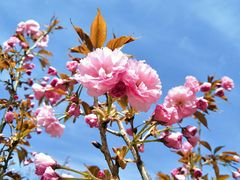 -长白岛森林公园