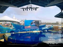 虎鲸表演-上海海昌海洋公园