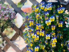 -Rabbit Cafe私房西餐甜点咖啡(栖霞路店)