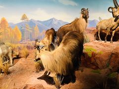 -陕西自然博物馆