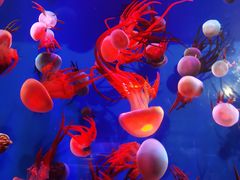 -成都浩海立方海洋公园