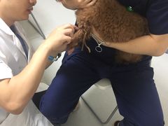 -谐和益家动物医院·免疫绝育·血液透析·宠保定点医院(高新伊藤分院)