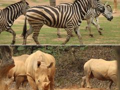 -广州长隆野生动物世界