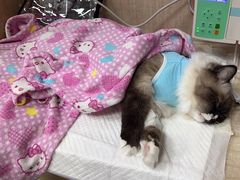 -北京观赏动物医院·24小时大型综合·猫专科·异宠专科
