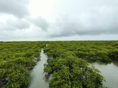 -北海金海湾红树林生态旅游区